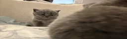 British Shorthair cats for sale: British shorthair kittens  - Advert 5