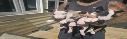 English Bull Terrier dogs for sale: English bullterrier pups for sale - Advert 18