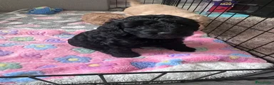 Cockapoo 2