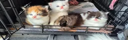 Mixed Breed cats for sale: Beautiful kittens  - Advert 16