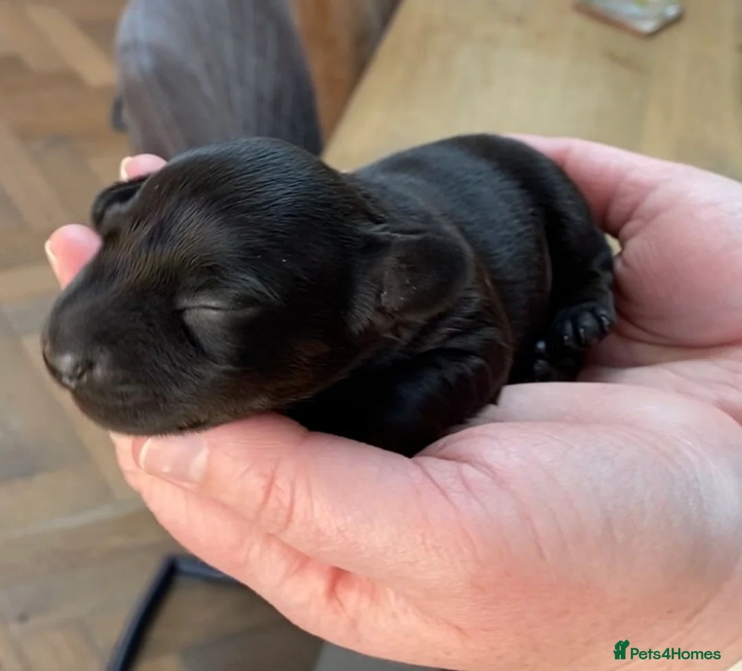 Miniature Dachshund dogs for stud: Rare KC Reg & Health Tested Miniature Dachshund in Rotherham - Advert 32