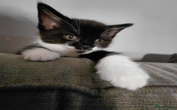 Mixed Breed cats for sale: Female kitten - Image 24