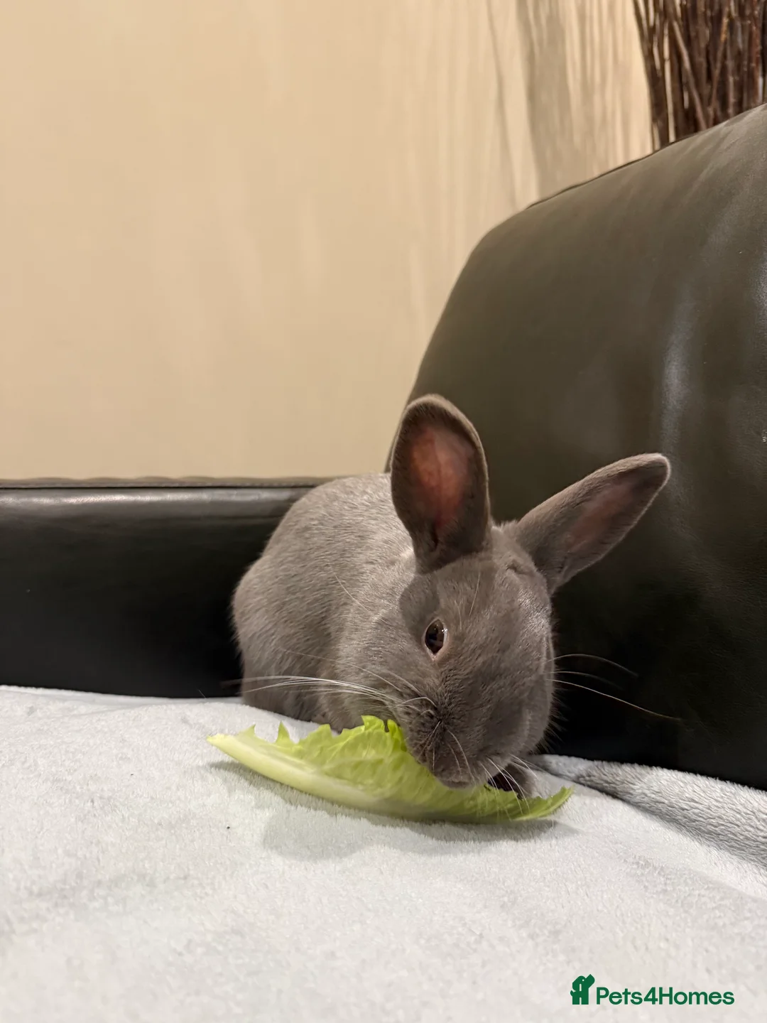 Mixed Breed rabbits for sale: Beautiful Young Male Rabbits - Advert 1