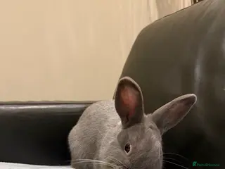 Mixed Breed rabbits Beautiful Young Male Rabbits - Advert 1