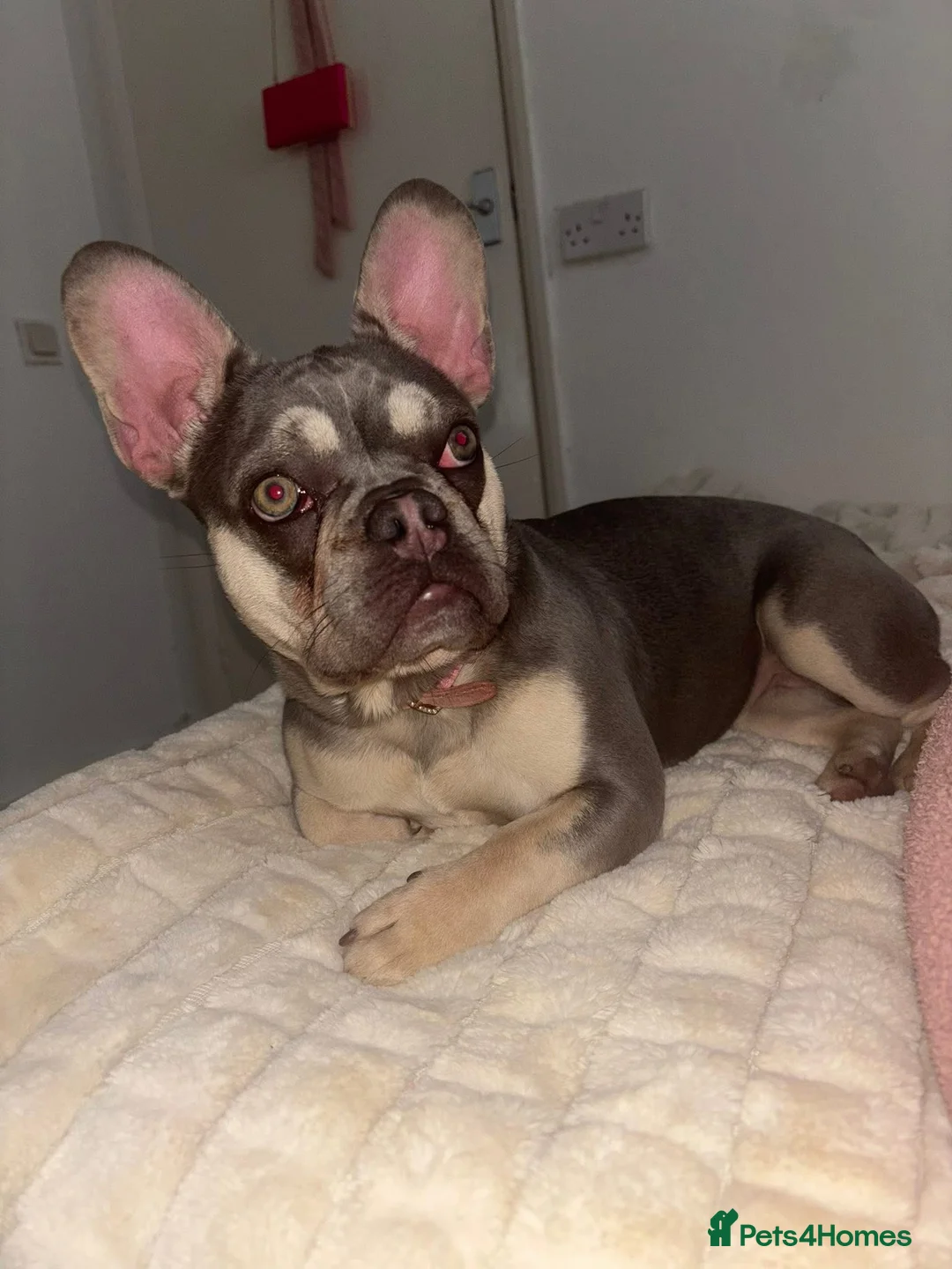 French Bulldog dogs for sale: French Bulldog female - Advert 1