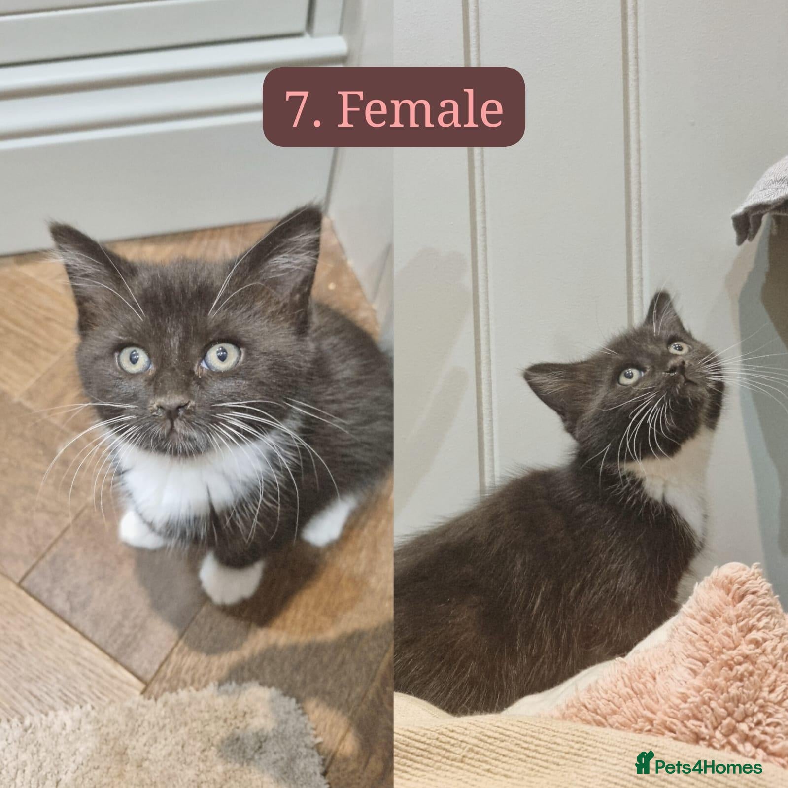 Maine Coon cats for sale: Gorgeous Maine Coon X Kittens-2 Females left - Advert 2