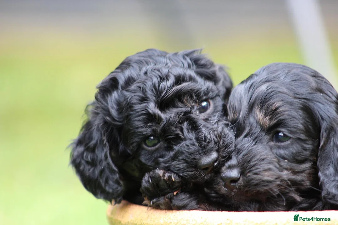Cockapoo dogs for sale: F1B Cockapoo puppies… **4 still available** - Advert 1