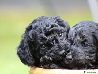 Cockapoo dogs F1B Cockapoo puppies… **Now Available to View** - Advert 14