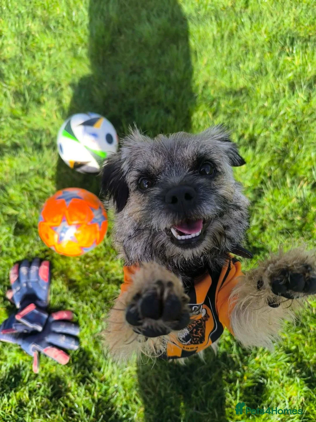Border Terrier dogs for sale: Bargain! The perfect canine friend for you! in Hull - Advert 1