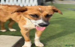 Mixed Breed dogs for adoption: Sweet Armin looking for LOvE - Image 2