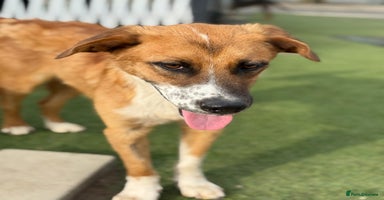 Mixed Breed dogs - Advert 4