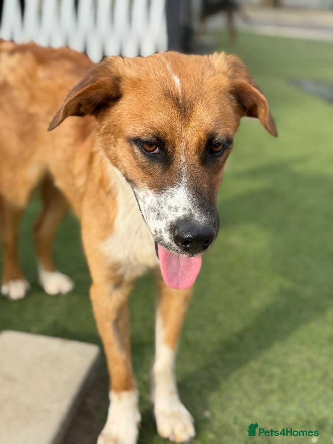 Mixed Breed dogs for adoption: Sweet Armin looking for LOvE - Image 2