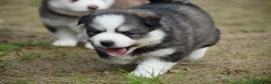Pomsky 7