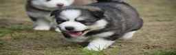 Pomsky dogs for sale: Genuine Celtic Star F3 Pomskies Available  - Advert 19