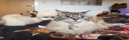 Ragdoll cats for sale: Ragdoll Kittens for Sale - Advert 33
