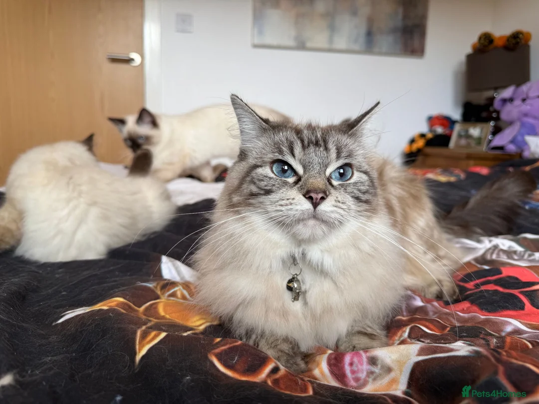 Ragdoll cats for sale: Ragdoll Kittens for Sale - Advert 33