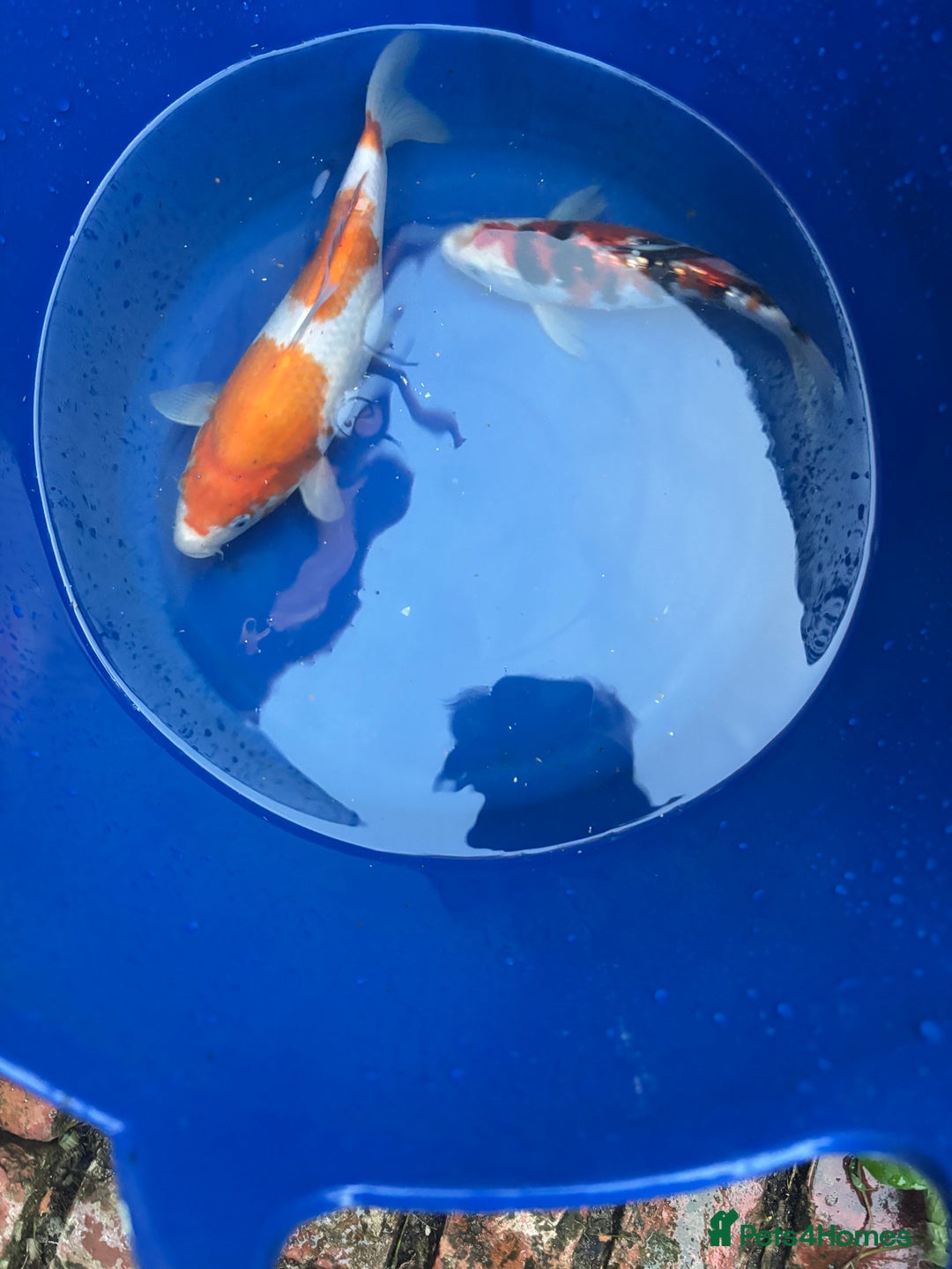 Koi Carp fish for sale: 2 koi both about 11 inches long  - Image 2