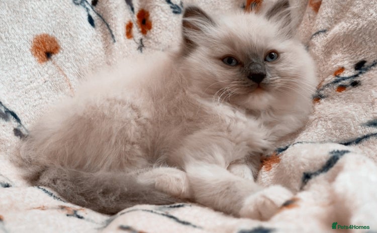 Ragdoll cats - Advert 12