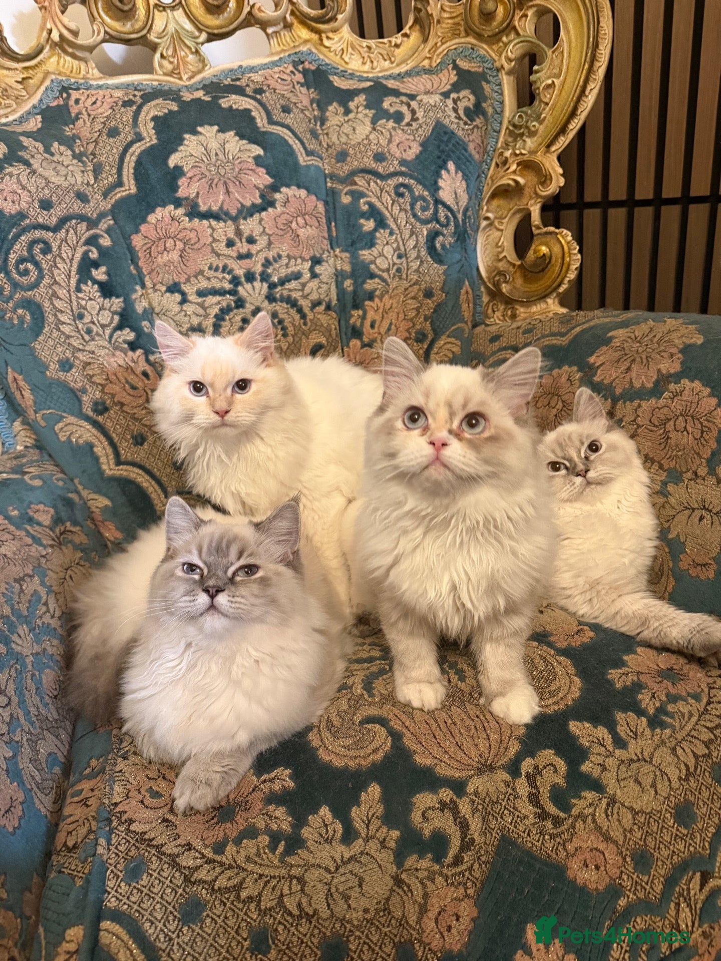 Perdoll cats ⭐️Ready Now  kittens  - Advert 1