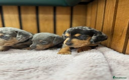 Miniature Dachshund dogs for sale: 5⭐️ Licensed breeder. Kc reg Pra clear - Image 4