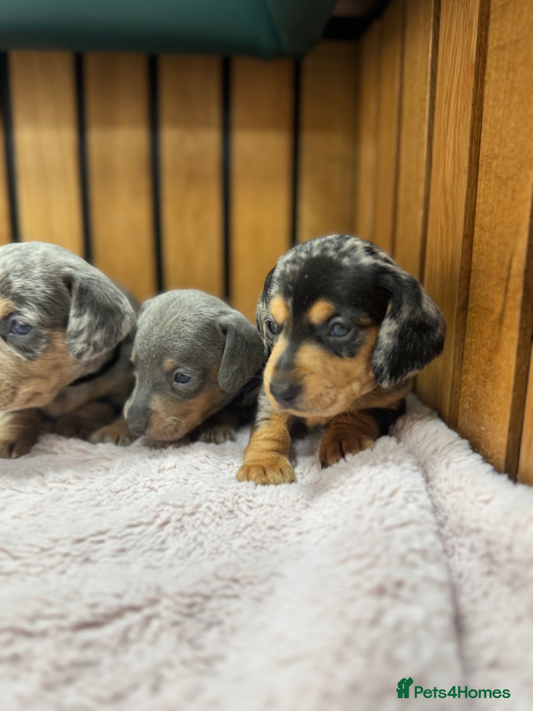 Miniature Dachshund dogs for sale: 5⭐️ Licensed breeder. Kc reg Pra clear - Image 4