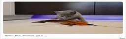 British Shorthair cats for sale: Pure British Blue Shorthair Kittens - Advert 5