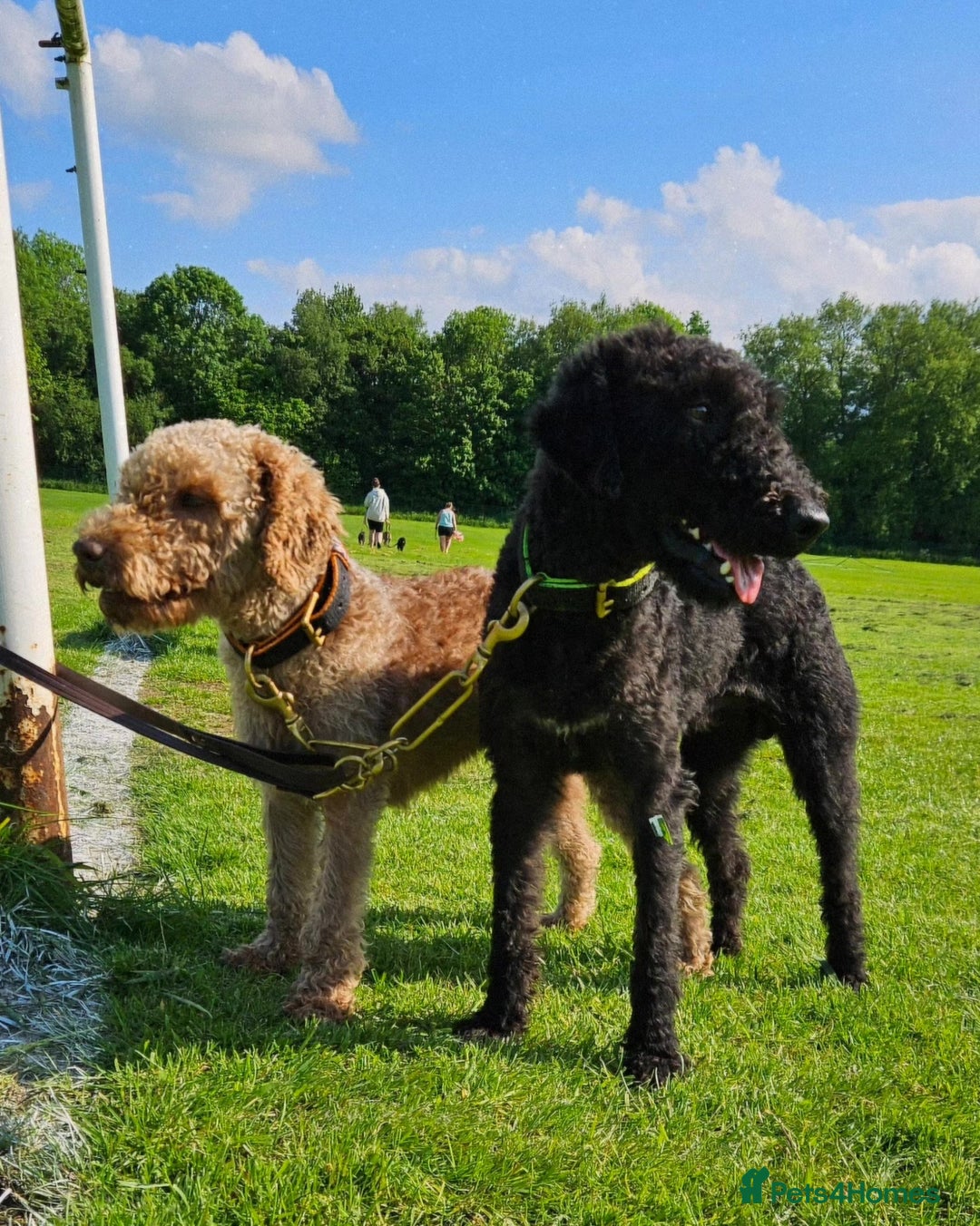 Bedlington Terrier dogs for stud: KC Reg’d Bedlington Terrier at Stud - Advert 3