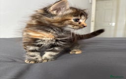 British Longhair cats for sale: 3 kittens looking for new home - Image 6