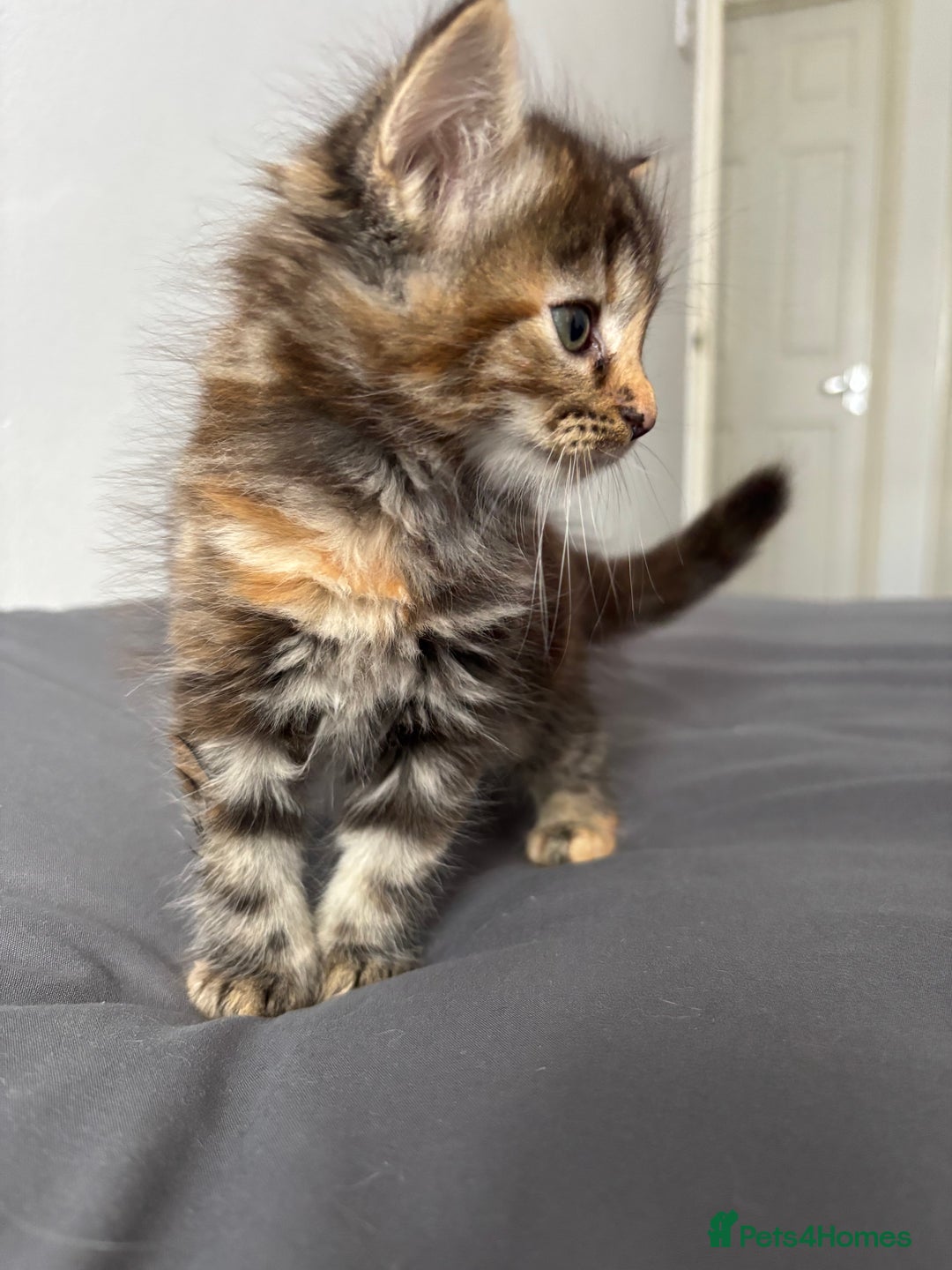 British Longhair cats for sale: 3 kittens looking for new home - Image 6