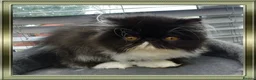 Persian cats for sale: Pure Pedigree Persian Kitten - Advert 4