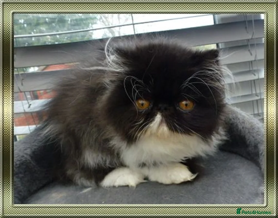 Persian cats for sale: Pure Pedigree Persian Kitten - Advert 4