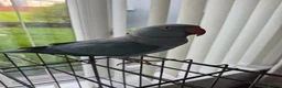 Parakeets birds for sale: Indian Ring Neck Parakeet  in Merthyr Tydfil - Advert 2