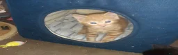 Mixed Breed cats for adoption: Lovely rescue kittens for adoption - Advert 2