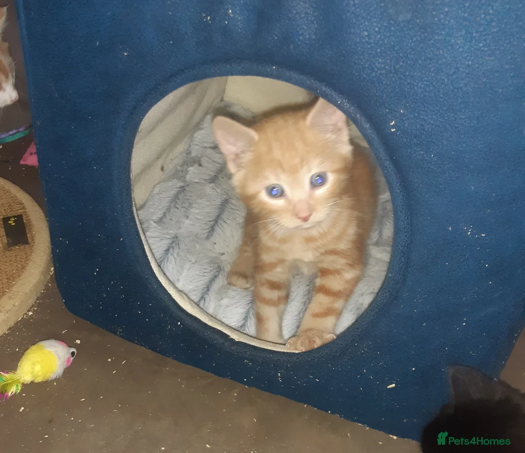 Mixed Breed cats for adoption: Lovely rescue kittens for adoption - Advert 2