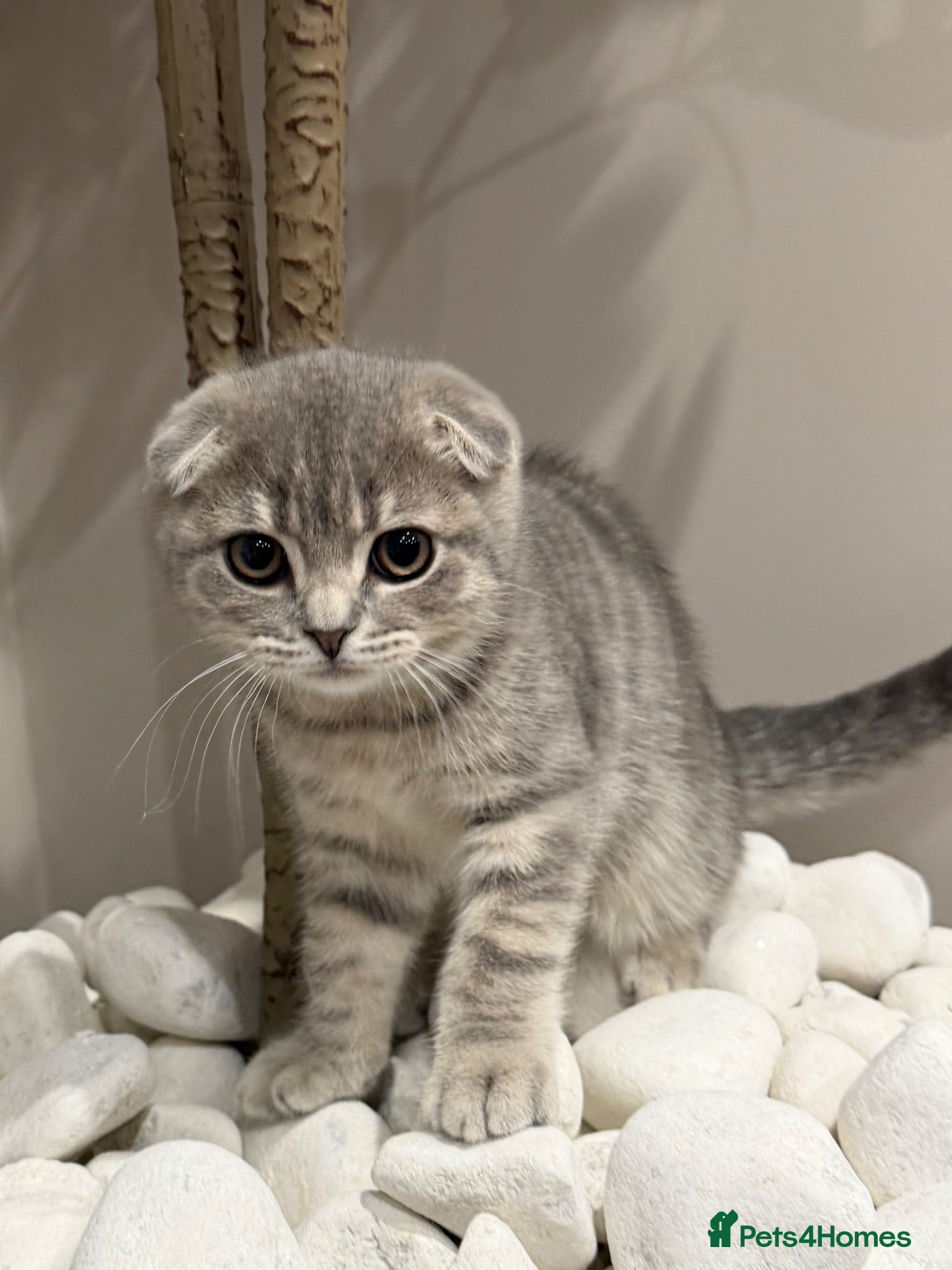 Scottish Fold cats Scottish Fold & Straight Kittens – Ready Now - Advert 15