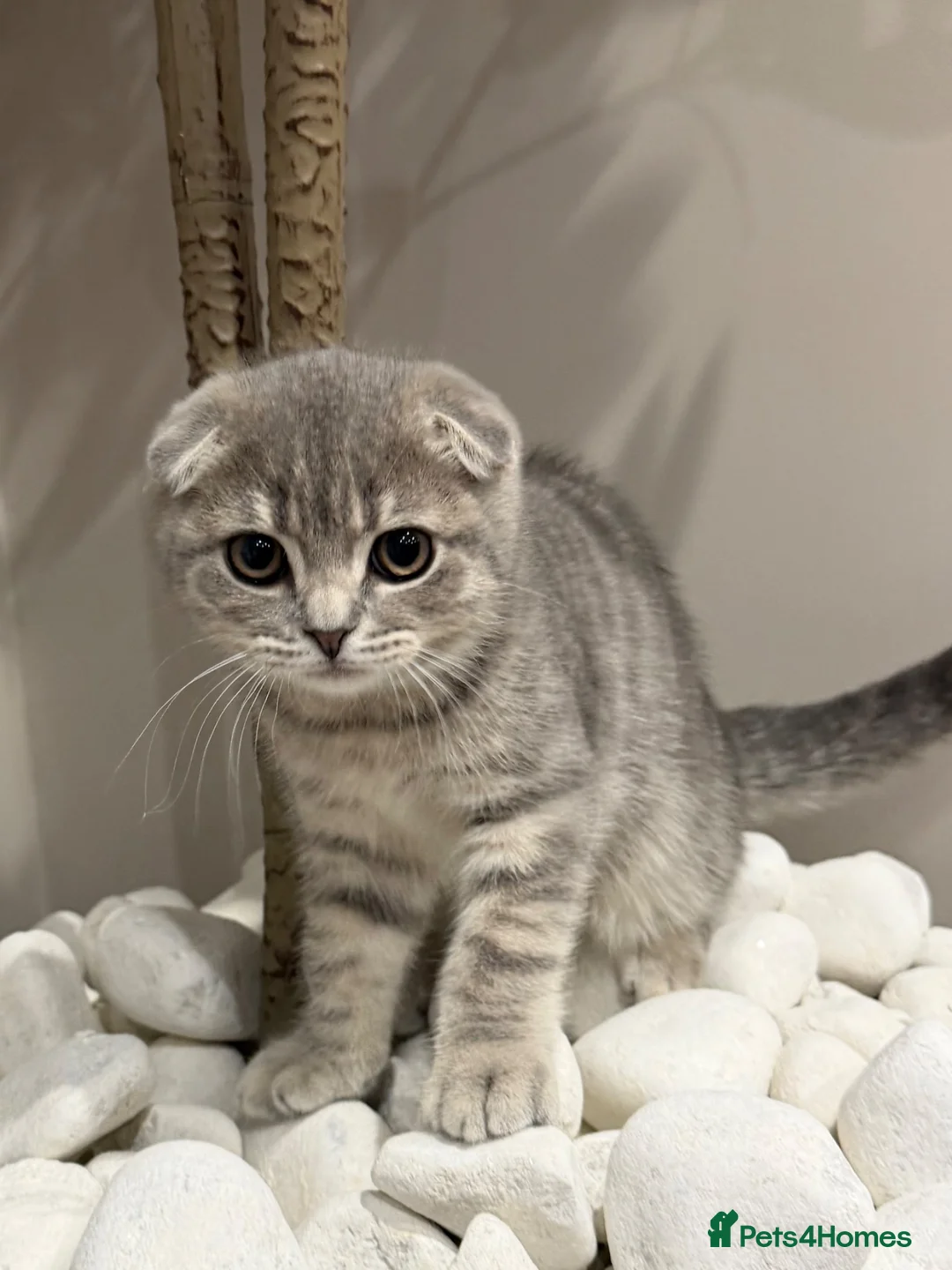 Scottish Fold cats for sale: LAST Scottish Fold – Ready Now - Advert 2