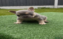 French Bulldog dogs for sale: Beautiful Quality Females Ready To Leave Soon - Image 3