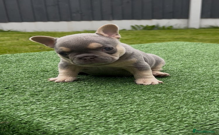 French Bulldog dogs - Advert 2