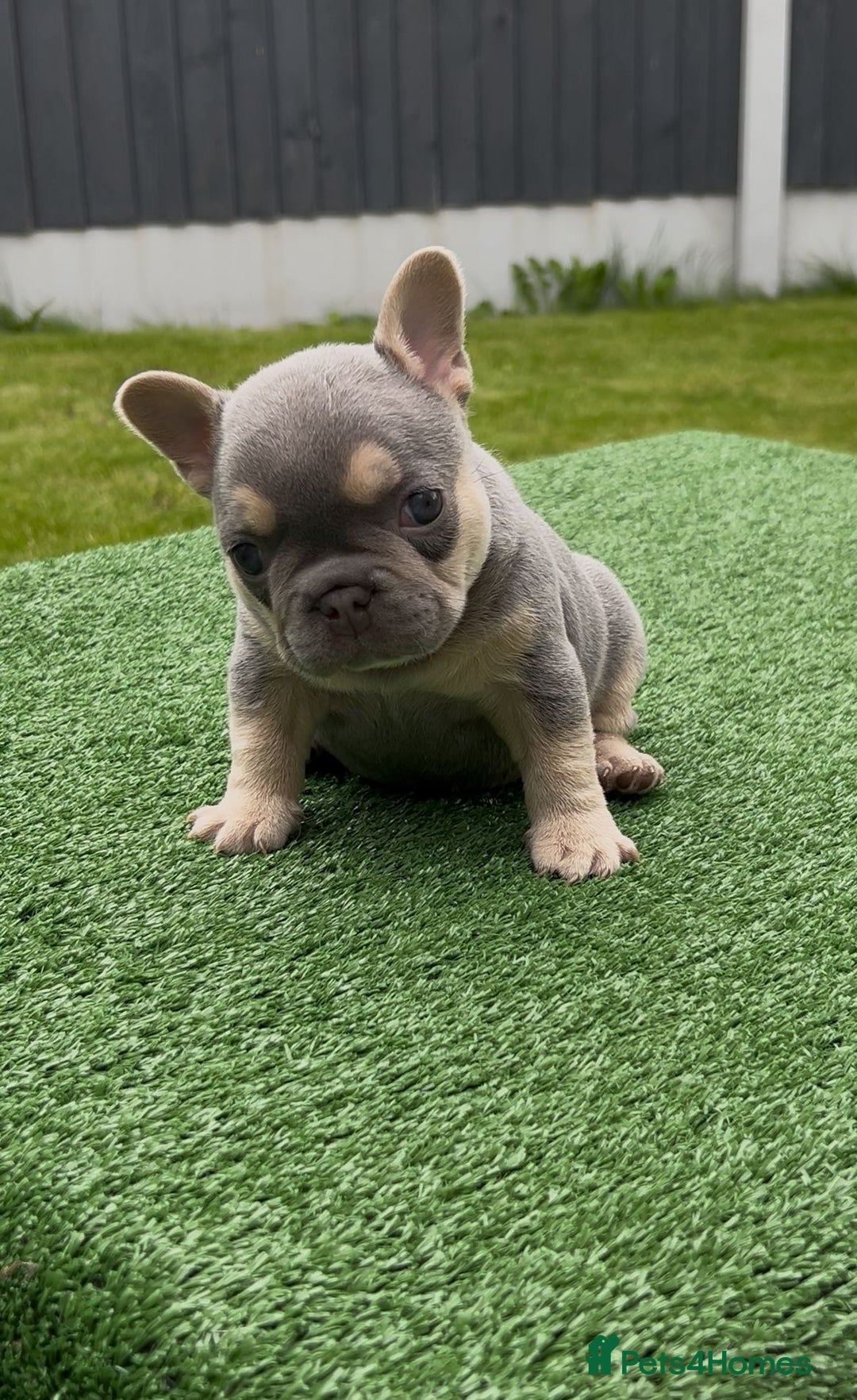 French Bulldog dogs for sale: Beautiful Quality Females Ready To Leave Soon - Image 3