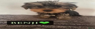 Benji