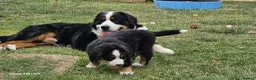 Bernese Mountain Dog dogs for sale: 3 Beautiful Bernese Mountain Dog Girls Available - Advert 4