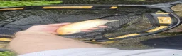 Pond Fish fish for sale: Koi carp / grass carp - Advert 5