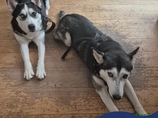 Siberian Husky dogs in London - Advert 1