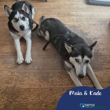 Siberian Husky dogs in London - Advert 1