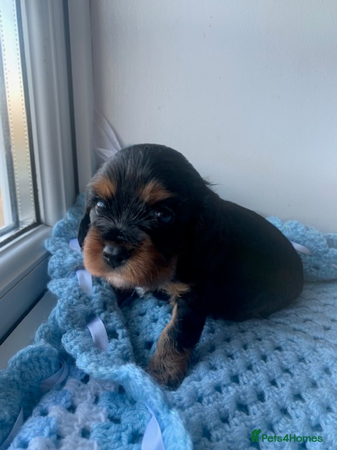 Cavalier King Charles Spaniel dogs for sale: ruby & black and tan kc reg pups - Advert 11
