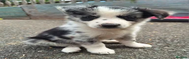 Border Collie 4