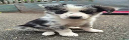 Border Collie dogs for sale: Beautiful fluffy Collie Pups for Sale - Advert 19