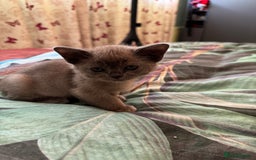 Burmese cats for sale: Burmese Kittens For Sale - Advert 8