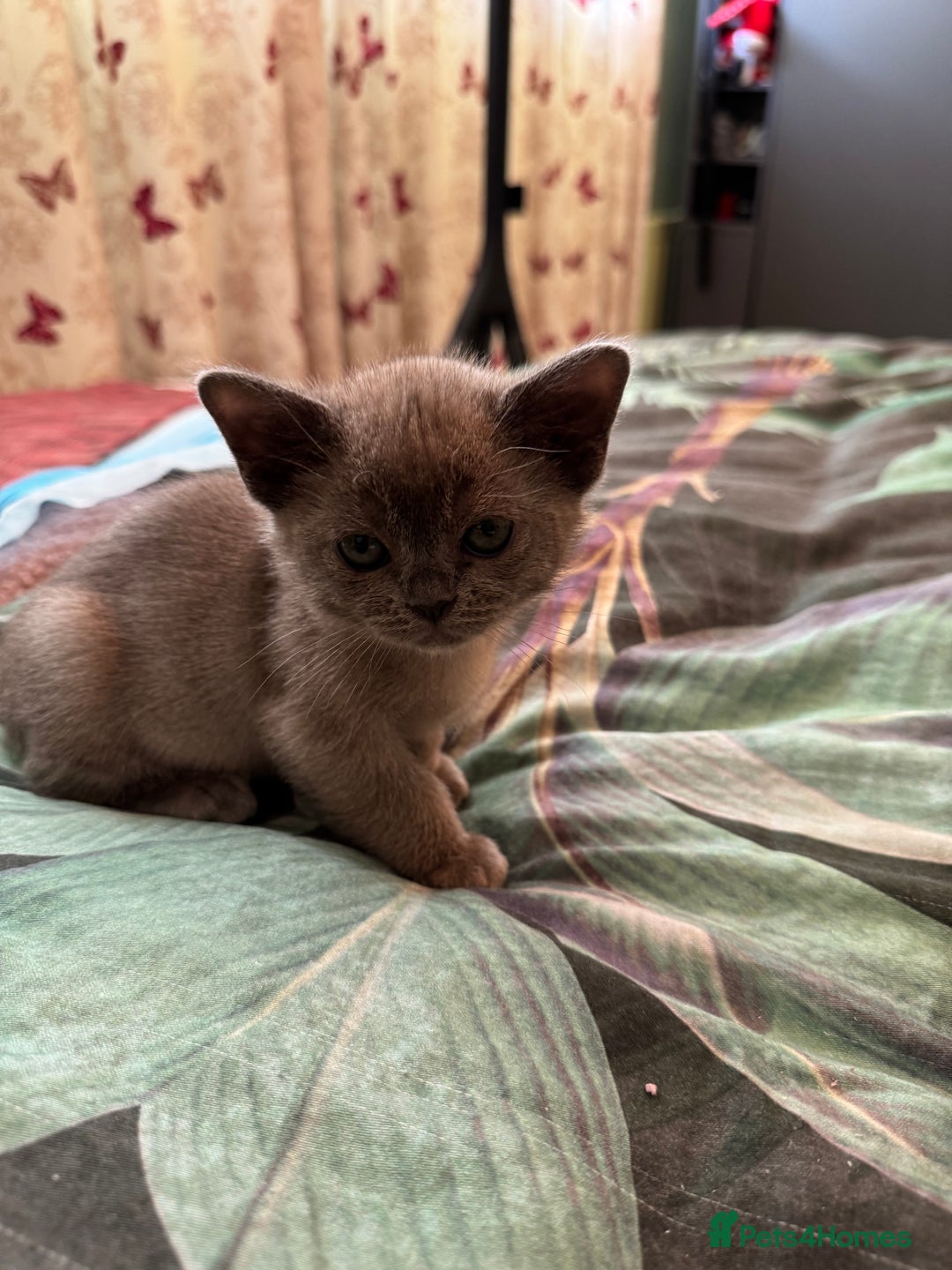 Burmese cats for sale: Burmese Kittens For Sale - Advert 8