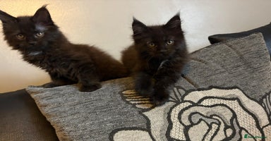 Maine Coon cats - Advert 3